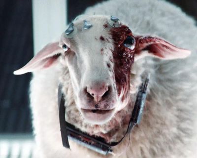 The most evil TV villain ever? Alien: Earth’s ‘demon sheep eye’ is a work of true genius