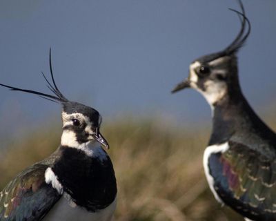 Wild bird numbers continue to fall in UK with some species in ‘dramatic freefall’