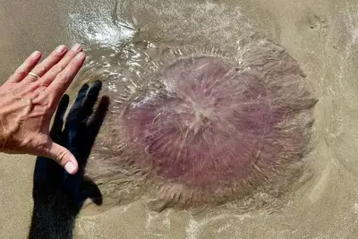 Horrifying pink jellyfish with 70-foot tentacles found on the Texas coast: ‘Pretty rare’