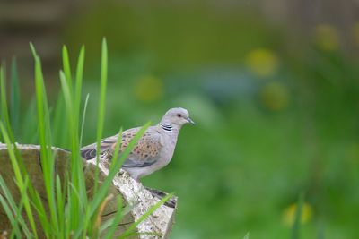 Farmland birds in severe decline and sharp drop in seabird numbers, figures show