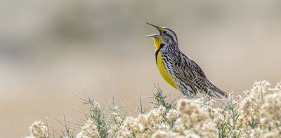 Birding by ear: How to learn the songs of nature’s symphony with some simple techniques