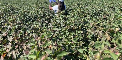 What happens when AI comes to the cotton fields