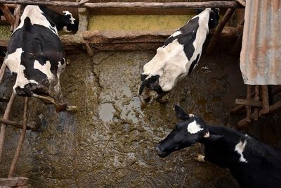 Development banks ‘still funding industrial livestock despite climate promises’