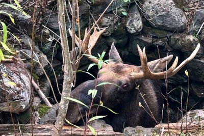 Maine wardens rescue moose trapped for hours in abandoned well