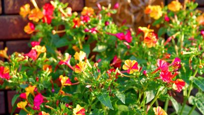 Level up your patio or porch this fall with bright blooms and exquisite evening scent – here's how to grow four o'clocks in containers