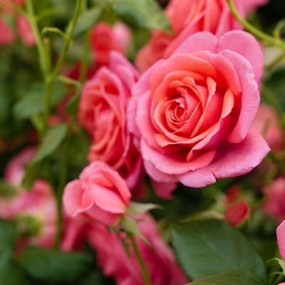 I've been growing roses for years and didn't know that autumn is a great time to plant them, according to rose-growing experts