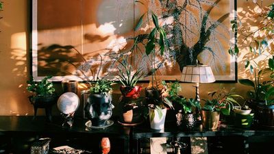 Trust me, beautiful houseplants are the secret to creating a cosier, healthier, and more magical fall feel in your home