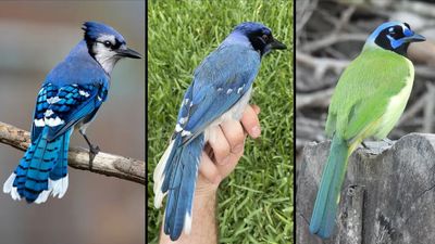 Rare blue-and-green hybrid jay spotted in Texas is offspring of birds whose lineages split 7 million years ago