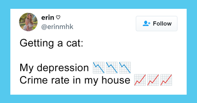 50 Pics Of ‘Cats With Jobs’ That Prove There Isn’t Anything Felines Can’t Do (New Pics)