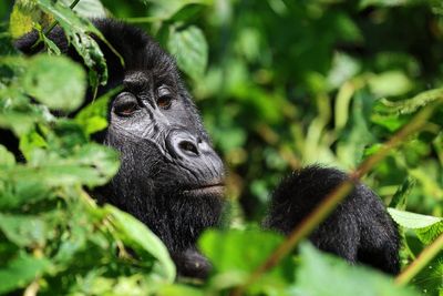 In Uganda, a vibrant tourist economy boosts the conservation of endangered mountain gorillas