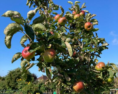 Country diary: The allotment is flying at full mast