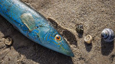 Where's it going?: expert's grim warning on algal bloom