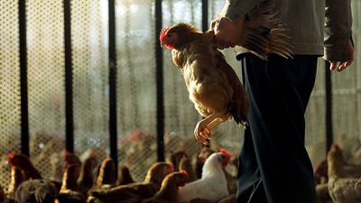 EU restores Brazilian poultry imports after avian flu outbreak closed the market