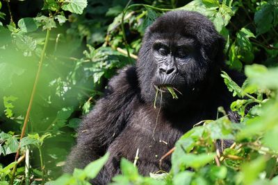 What to know about endangered gorillas and tourist tours tracking them