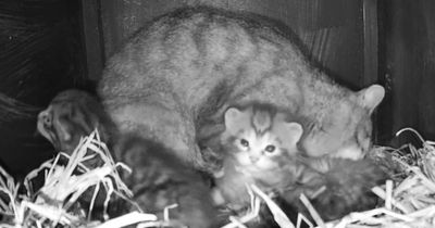 Critically endangered Scottish wildcat kittens caught on camera for first time