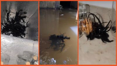 ‘What in the Little Shop of Horror’: A Venom-like tentacled alien is going viral on TikTok and people can’t decide if it’s real or not