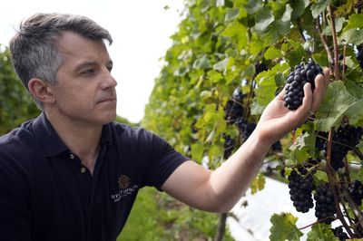 Vineyard optimistic for ‘top-quality vintage’ as earliest harvest begins
