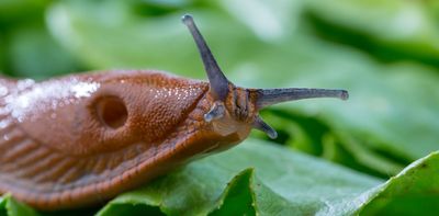 Why slugs are so hard to control – and how scientists are working to keep them in check