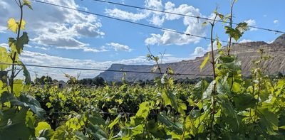 How a devastating grape pest is reshaping vineyards across Colorado’s Western Slope