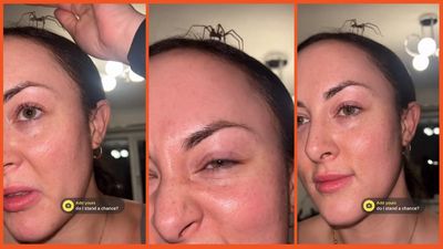 ‘Is he bothering you?’: Woman unlocks new level of fear control after finding giant spider chilling on her head