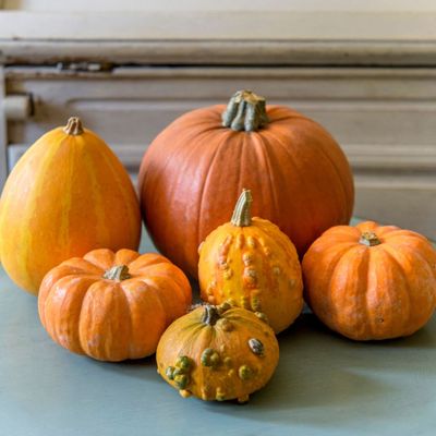 This is the best way to harvest and cure pumpkins so they last until Halloween