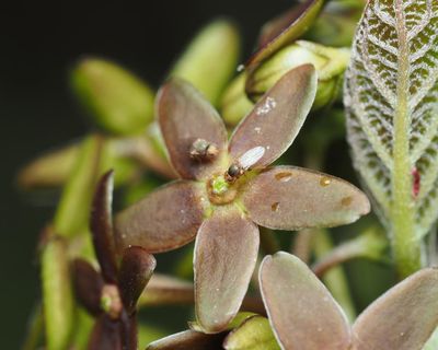 Plant that mimics odour of half-eaten ants to attract pollinators discovered