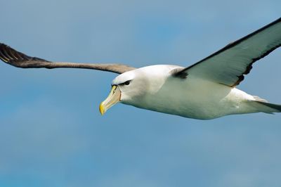 Solitary, yes. Shy? Hardly, albatrosses trail after trawlers and dance for their partners