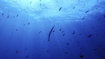 Planetary health check reveals oceans have breached critical acidification boundary