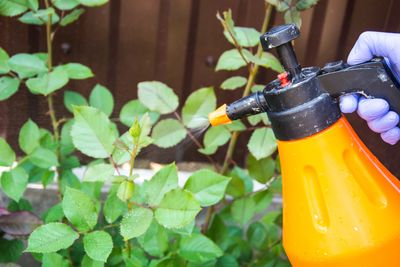 The DIY Pest Spray That Works Better Than Store-Bought