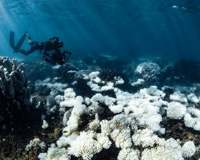 World’s oceans fail key health check as acidity crosses critical threshold for marine life