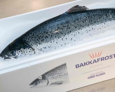 Salmon farmer accused of blocking UK investigations into alleged animal rights breaches