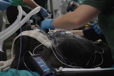 Silverback gorilla Kiburi gets health inspection at London Zoo