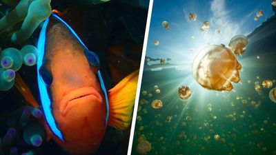 Biodiversity in focus: These photos just won £1,000 at the RSB Photography Competition