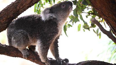 Credits to campaigners, but not yet for koala park