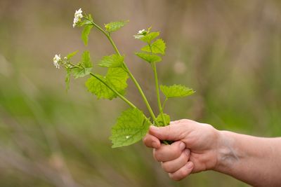 What to know before you try foraging for edible plants and mushrooms in backyards or public spaces