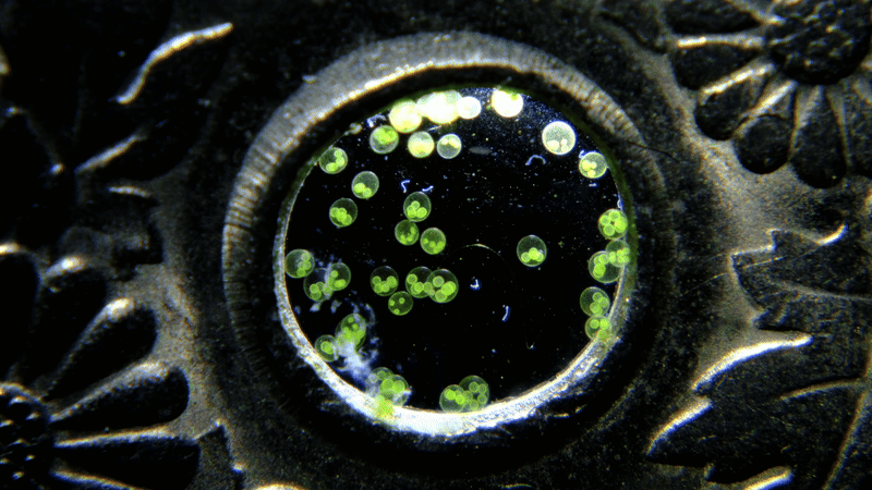 Can you believe this is real? Nikon reveals microscopic life like you’ve never seen before