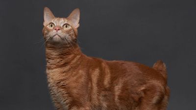 American Bobtails are the fluffy therapy cats that are the result of a natural mutation