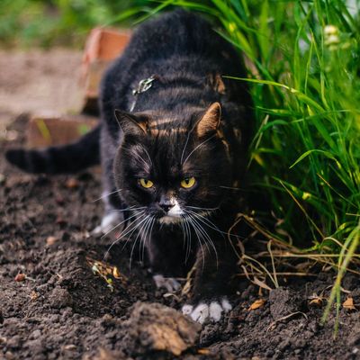 Experts say mulching with pine cones can help keep cats from digging in your beds – it's a simple, natural deterrent that protects your plants