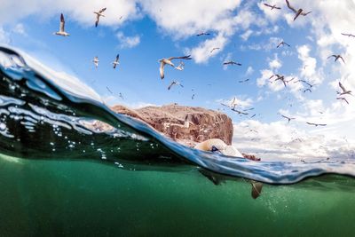 Bird flu-surviving gannets continue to breed but birth rate down, study finds
