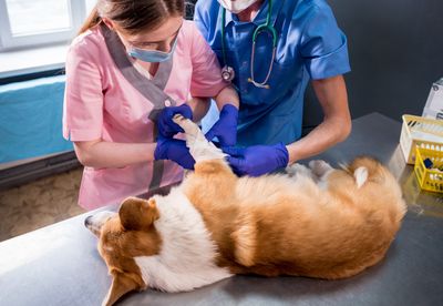 Could A Pet Emergency Wipe Out Your Entire Savings Account?