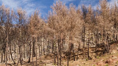 Boosting timber harvesting in national forests while cutting public oversight won't solve America's wildfire problem