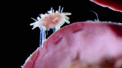 Microscopic baby sea urchin crawling with tubed feet is among video winners of Nikon Small World in Motion competition