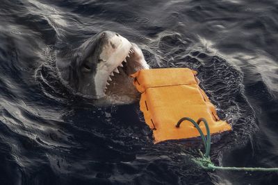 Scientists find new materials to make shark bite-resistant suits for divers