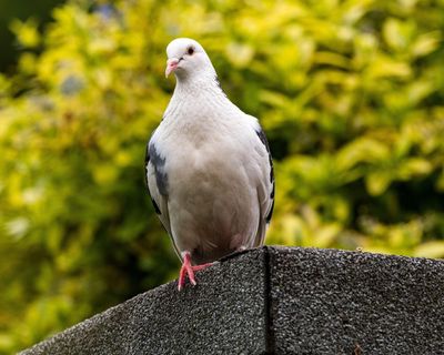 Country diary: It doesn’t pay to be a brightly coloured pigeon