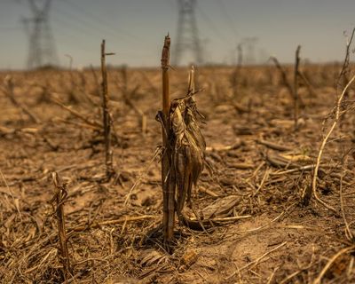 Weatherwatch: Flash droughts come on quickly but effects can wreak havoc