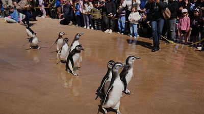 Nine Magellanic penguins released into the sea after rehabilitation in Uruguay