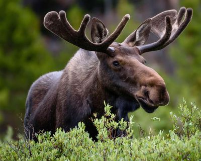 Thursday news quiz: train names, banned games and a problematic moose