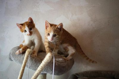 7 Cat Toys Owners Swear By in 2025: Fun Picks for Happy Cats