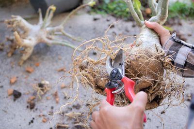 The Root Pruning Hack That Supercharges Growth