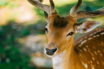 How to Build a Garden That Keeps Deer Out—Without Fencing